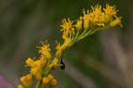 Seaside goldenrod